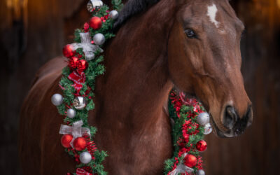 Winterzauber im Pferdezentrum – ein rundum gelungener Anlass