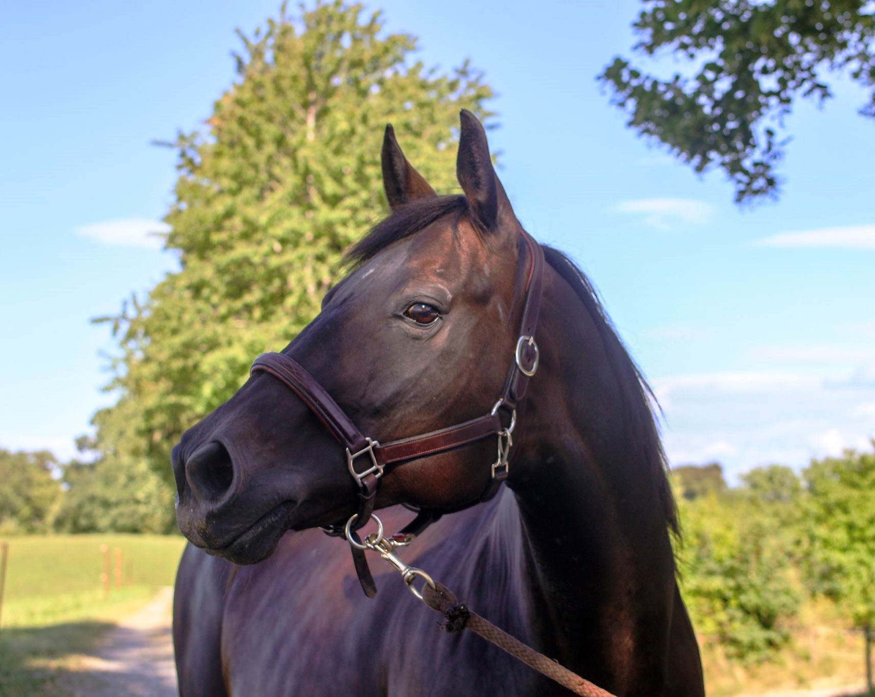 Tallua Lark