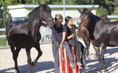 Trainingstag Akademische Reitkunst 06.09.2026 – Vielfalt, feines Reiten und familiäre Stimmung